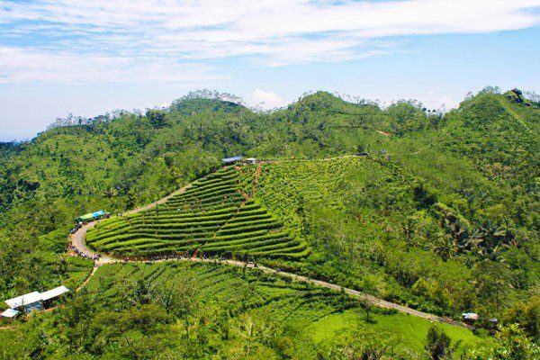 Kebun Teh Nglinggo